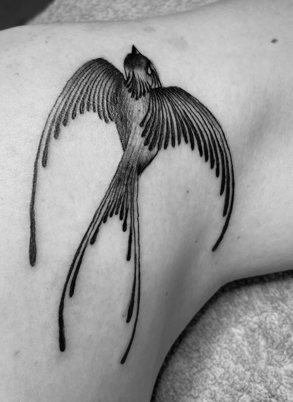 Schwalbe in Rückansicht mit langen geschwungenen Linien als Tattoo.